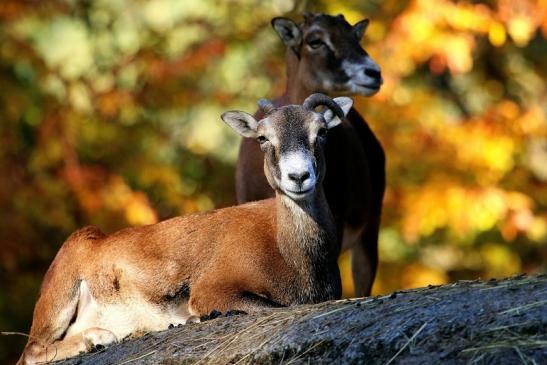 Europäischer Mufflon - Ovis gmelini musimon Wildpark Alte Fasanerie Klein Auheim 2015