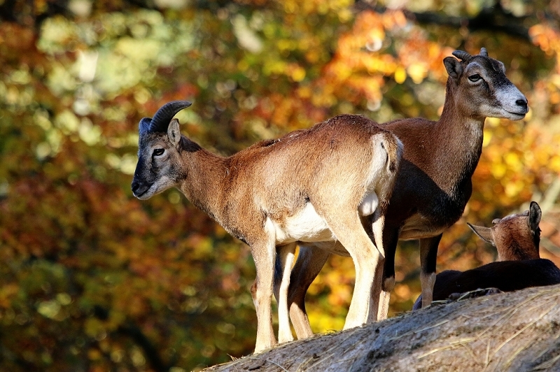 Europäischer Mufflon - Ovis gmelini musimon Wildpark Alte Fasanerie Klein Auheim 2015