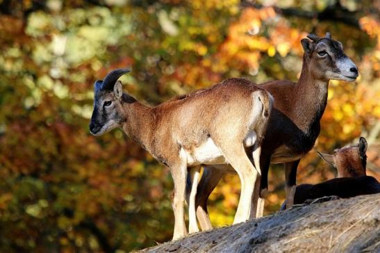 Europäischer Mufflon - Ovis gmelini musimon Wildpark Alte Fasanerie Klein Auheim 2015