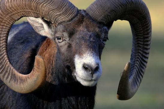 Europäischer Mufflon - Ovis gmelini musimon Wildpark Alte Fasanerie Klein Auheim 2015