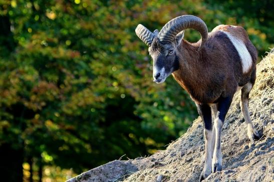 Europäischer Mufflon - Ovis gmelini musimon Wildpark Alte Fasanerie Klein Auheim 2015