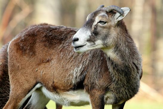 Europäischer Mufflon - Ovis gmelini musimon Wildpark Alte Fasanerie Klein Auheim 2015