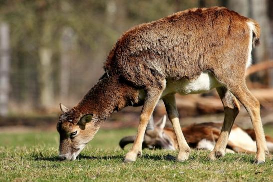 Europäischer Mufflon - Ovis gmelini musimon Wildpark Alte Fasanerie Klein Auheim 2015