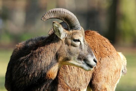 Europäischer Mufflon - Ovis gmelini musimon Wildpark Alte Fasanerie Klein Auheim 2015