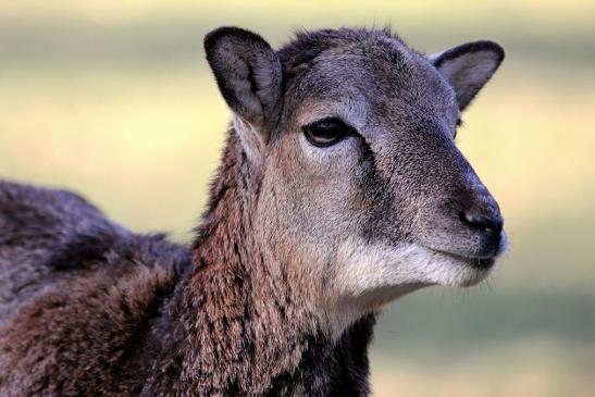 Europäischer Mufflon - Ovis gmelini musimon Wildpark Alte Fasanerie Klein Auheim 2015