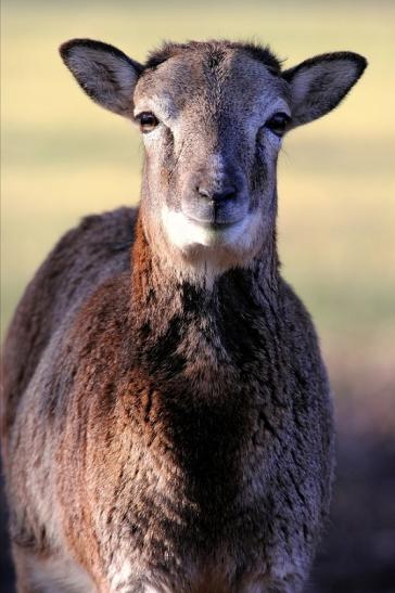 Europäischer Mufflon - Ovis gmelini musimon Wildpark Alte Fasanerie Klein Auheim 2015