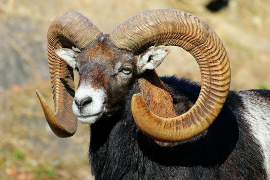 Europäischer Mufflon - Ovis gmelini musimon Wildpark Alte Fasanerie Klein Auheim 2015