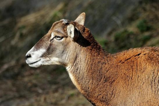 Europäischer Mufflon - Ovis gmelini musimon Wildpark Alte Fasanerie Klein Auheim 2015