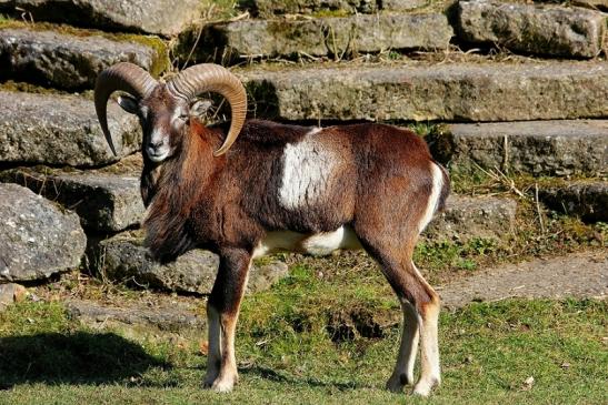 Europäischer Mufflon - Ovis gmelini musimon Wildpark Alte Fasanerie Klein Auheim 2015