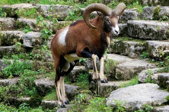 Europäischer Mufflon - Ovis gmelini musimon Wildpark Alte Fasanerie Klein Auheim 2017