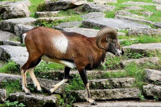 Europäischer Mufflon - Ovis gmelini musimon  Wildpark Alte Fasanerie Klein Auheim 2017