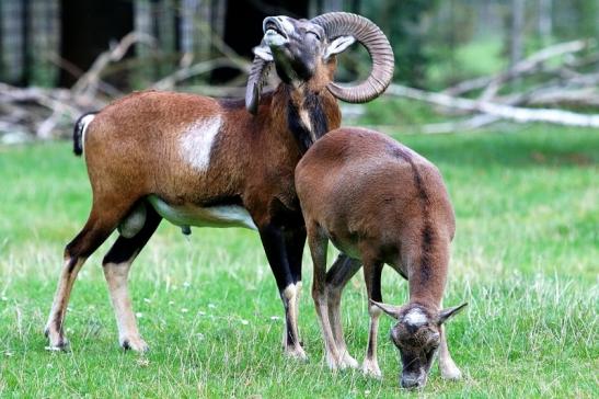 Europäischer Mufflon - Ovis gmelini musimon  Wildpark Alte Fasanerie Klein Auheim 2017