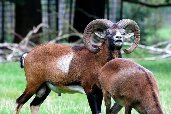 Europäischer Mufflon - Ovis gmelini musimon  Wildpark Alte Fasanerie Klein Auheim 2017