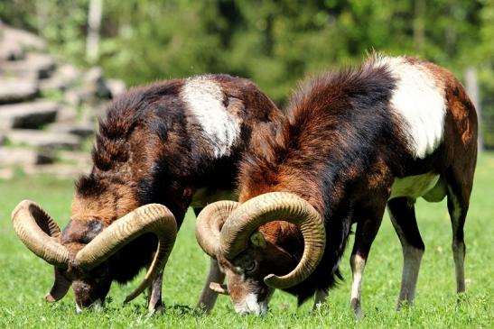 Europäischer Mufflon - Ovis gmelini musimon  Wildpark Alte Fasanerie Klein Auheim 2017