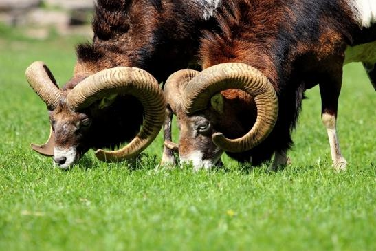 Europäischer Mufflon - Ovis gmelini musimon  Wildpark Alte Fasanerie Klein Auheim 2017