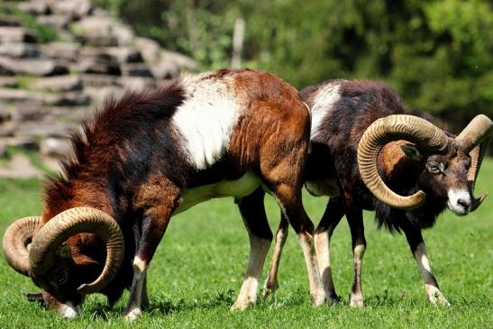 Europäischer Mufflon - Ovis gmelini musimon  Wildpark Alte Fasanerie Klein Auheim 2017