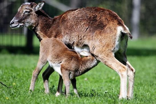 Europäischer Mufflon - Ovis gmelini musimon  Wildpark Alte Fasanerie Klein Auheim 2017