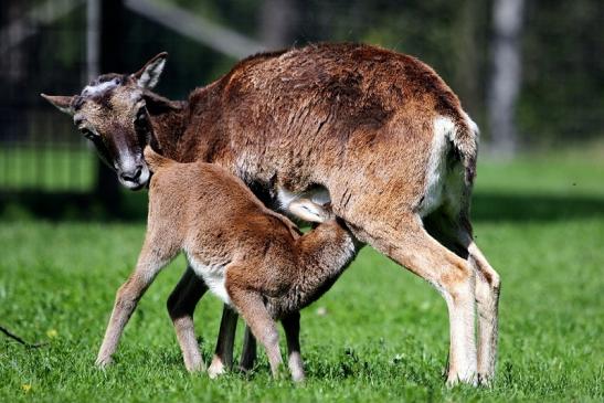 Europäischer Mufflon - Ovis gmelini musimon  Wildpark Alte Fasanerie Klein Auheim 2017