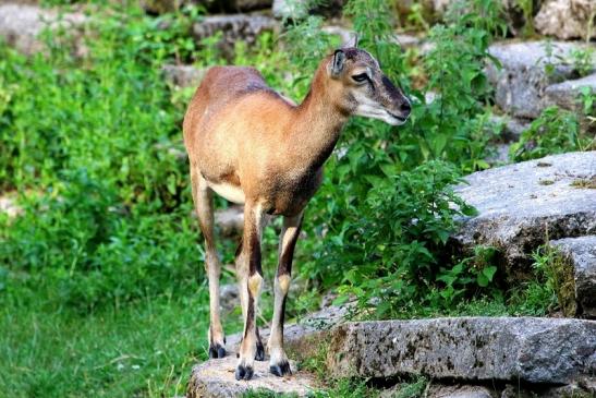 Europäischer Mufflon - Ovis gmelini musimon  Wildpark Alte Fasanerie Klein Auheim 2017