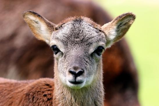 Europäischer Mufflon - Ovis gmelini musimon  Wildpark Alte Fasanerie Klein Auheim 2017