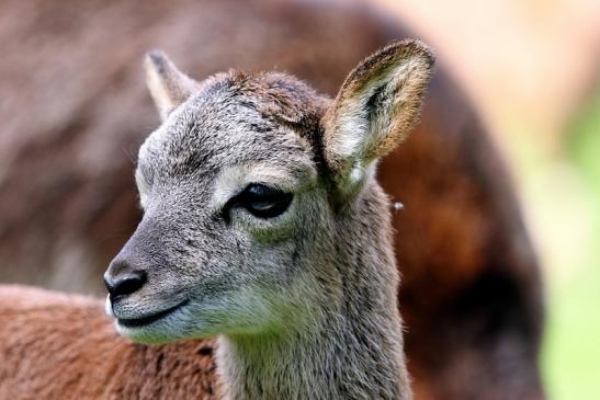 Europäischer Mufflon - Ovis gmelini musimon  Wildpark Alte Fasanerie Klein Auheim 2017