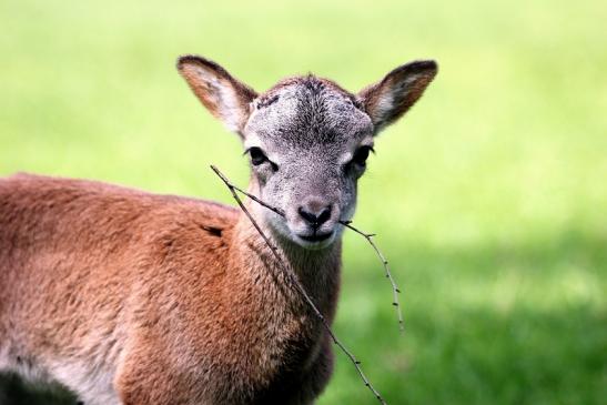 Europäischer Mufflon - Ovis gmelini musimon  Wildpark Alte Fasanerie Klein Auheim 2017