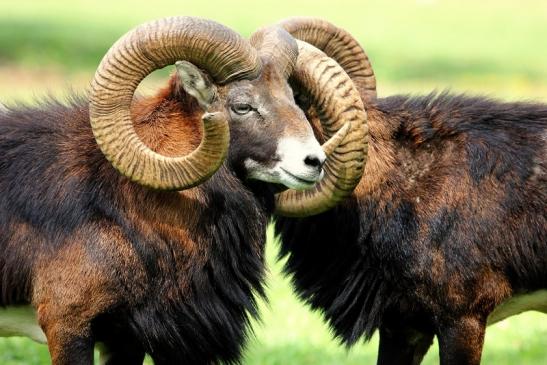 Europäischer Mufflon - Ovis gmelini musimon  Wildpark Alte Fasanerie Klein Auheim 2017