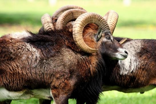 Europäischer Mufflon - Ovis gmelini musimon Wildpark Alte Fasanerie Klein Auheim 2017