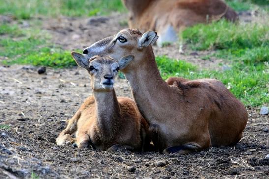 Europäischer Mufflon - Ovis gmelini musimon  Wildpark Alte Fasanerie Klein Auheim 2017