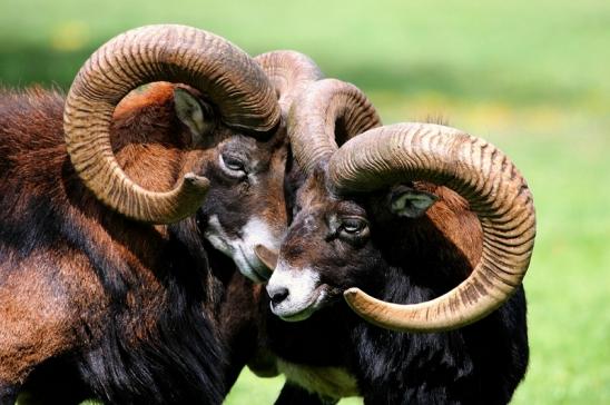 Europäischer Mufflon - Ovis gmelini musimon  Wildpark Alte Fasanerie Klein Auheim 2017