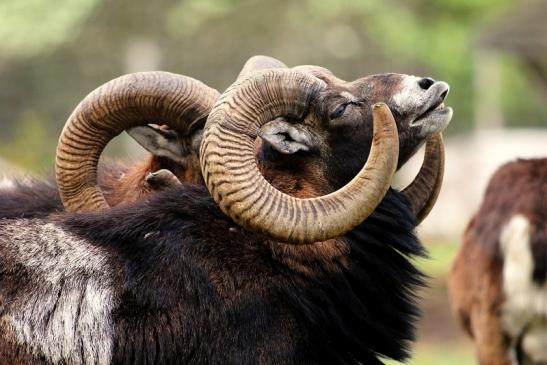 Europäischer Mufflon - Ovis gmelini musimon Wildpark Alte Fasanerie Klein Auheim 2017