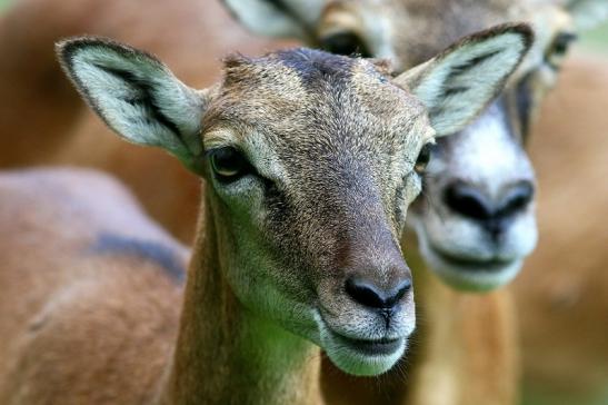 Europäischer Mufflon - Ovis gmelini musimon  Wildpark Alte Fasanerie Klein Auheim 2017