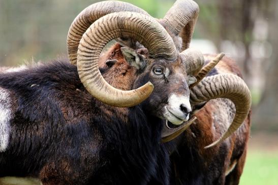 Europäischer Mufflon - Ovis gmelini musimon  Wildpark Alte Fasanerie Klein Auheim 2017