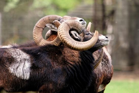 Europäischer Mufflon - Ovis gmelini musimon  Wildpark Alte Fasanerie Klein Auheim 2017