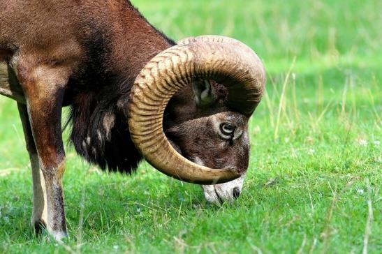 Europäischer Mufflon - Ovis gmelini musimon  Wildpark Alte Fasanerie Klein Auheim 2017