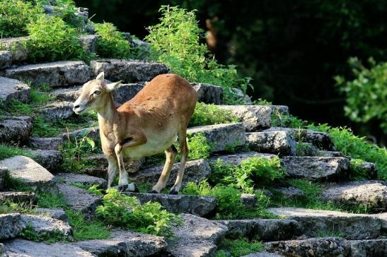 Europäischer Mufflon - Ovis gmelini musimon  Wildpark Alte Fasanerie Klein Auheim 2017