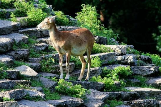 Europäischer Mufflon - Ovis gmelini musimon Wildpark Alte Fasanerie Klein Auheim 2017