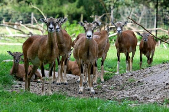 Europäischer Mufflon - Ovis gmelini musimon  Wildpark Alte Fasanerie Klein Auheim 2017