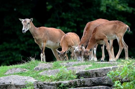 Europäischer Mufflon - Ovis gmelini musimon  Wildpark Alte Fasanerie Klein Auheim 2017