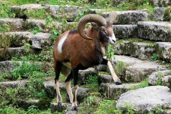 Europäischer Mufflon - Ovis gmelini musimon Wildpark Alte Fasanerie Klein Auheim 2017