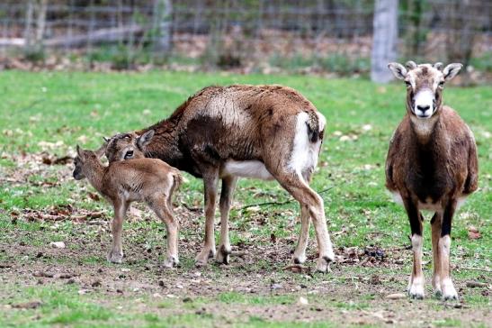 Mufflon mit Nachwuchs - Wildpark Alte Fasanerie Klein Auheim 2019