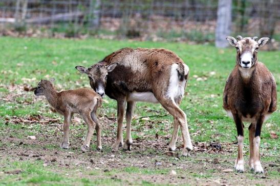 Mufflon mit Nachwuchs - Wildpark Alte Fasanerie Klein Auheim 2019