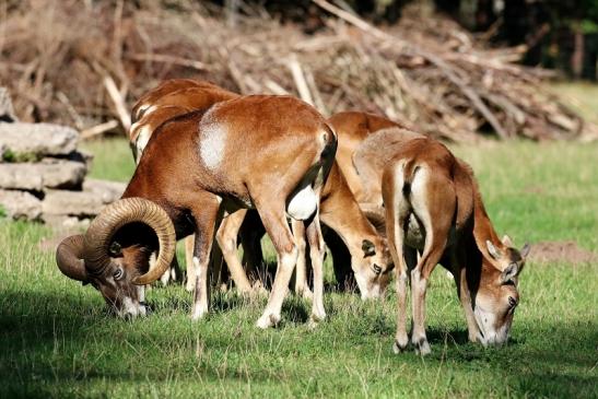 Europäischer Mufflon - Ovis gmelini musimon Wildpark Alte Fasanerie Klein Auheim 2020