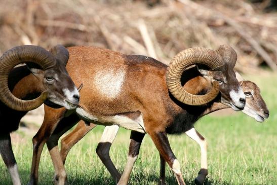 Europäischer Mufflon - Ovis gmelini musimon Wildpark Alte Fasanerie Klein Auheim 2020