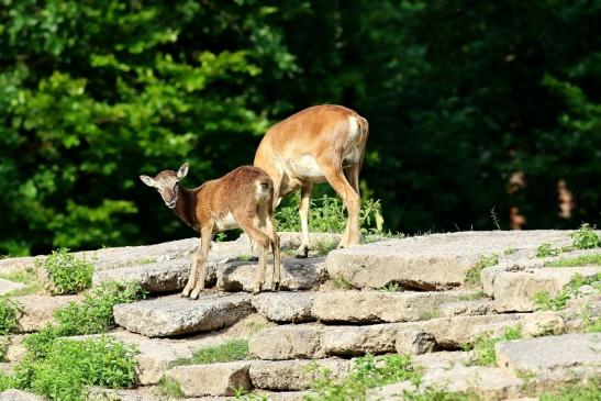 Europäischer Mufflon - Ovis gmelini musimon Wildpark Alte Fasanerie Klein Auheim 2021