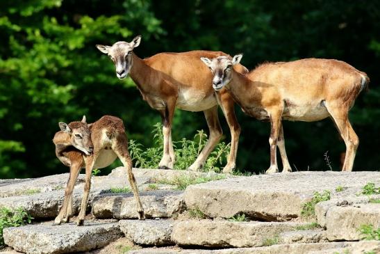 Europäischer Mufflon - Ovis gmelini musimon Wildpark Alte Fasanerie Klein Auheim 2021