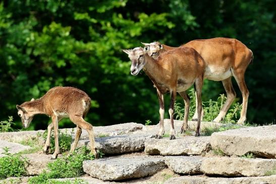 Mufflon mit Kalb Wildpark Alte Fasanerie Klein Auheim 2021