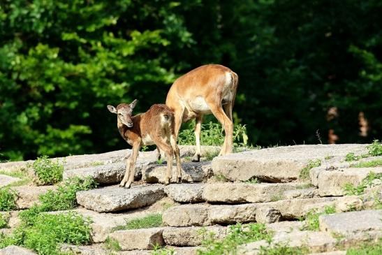 Mufflon mit Kalb Wildpark Alte Fasanerie Klein Auheim 2021