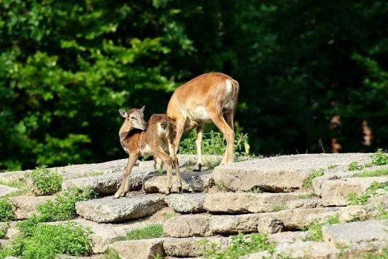 Europäischer Mufflon - Ovis gmelini musimon Wildpark Alte Fasanerie Klein Auheim 2021