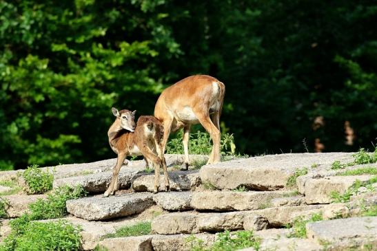 Mufflon mit Kalb Wildpark Alte Fasanerie Klein Auheim 2021